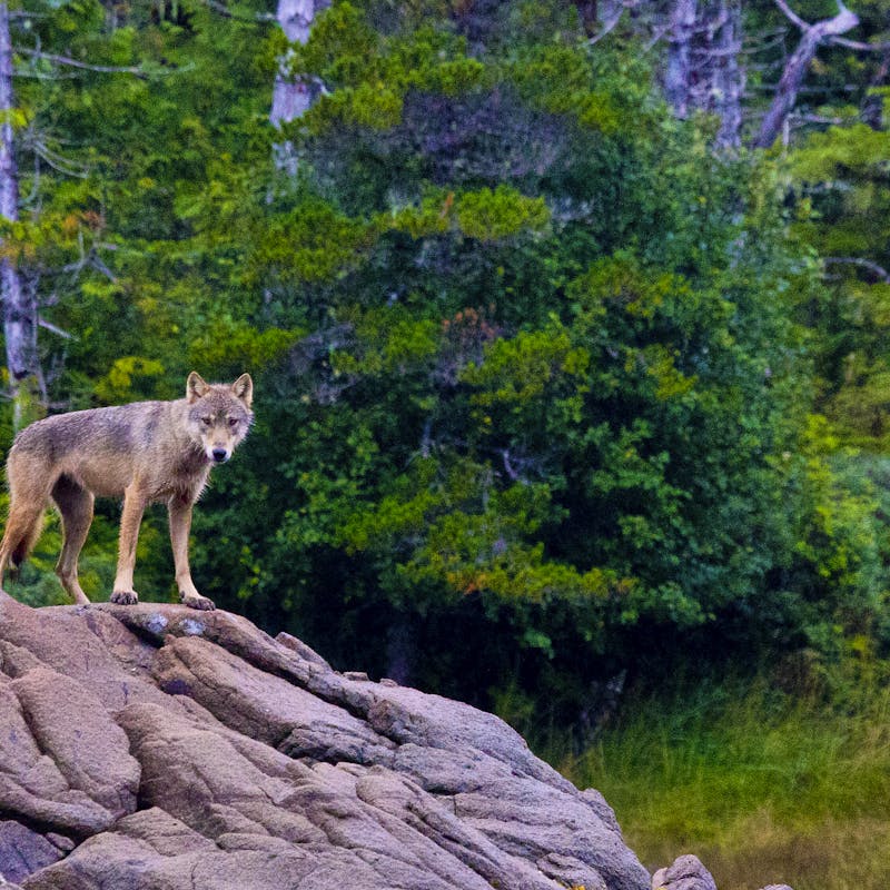 Gray Wolf on a Rock